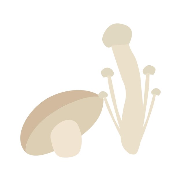 Vecteur champignons enoki et champignons shiitake avec illustration vectorielle