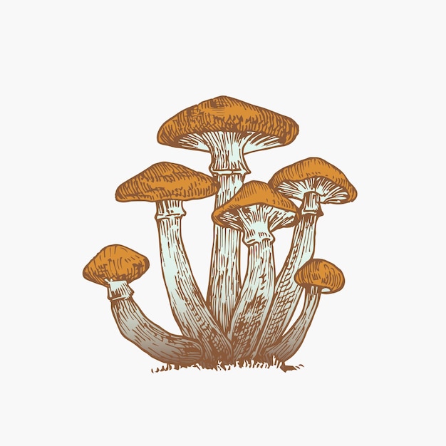 Vecteur champignons miel dessinés main illustration couleur abstraite groupe champignon dessin vectoriel gravé isolé