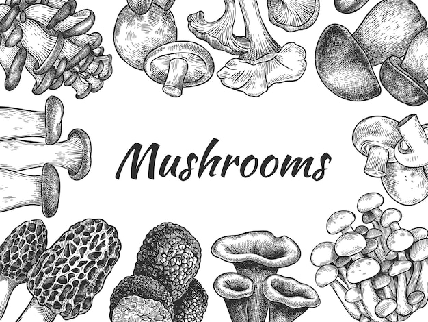 Vecteur champignons. nourriture de produit végétarien biologique de différents champignons dessinés à la main, conception de croquis pour menu, étiquette ou emballage, fond de vecteur morille aux champignons comestibles, truffe, champignon, trompette