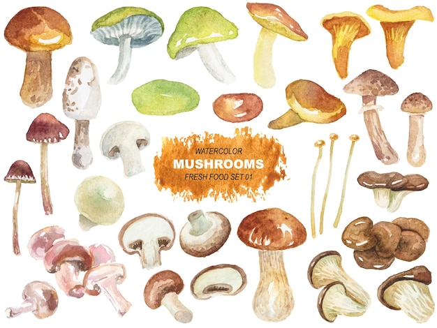 Des champignons peints à l'aquarelle vectorielle, des éléments de conception dessinés à la main isolés sur un fond blanc