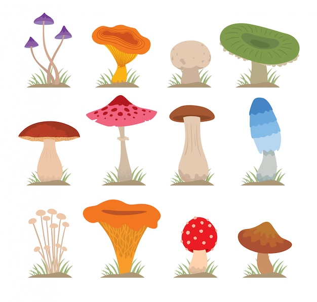 Champignons Vector Illustration Ensemble