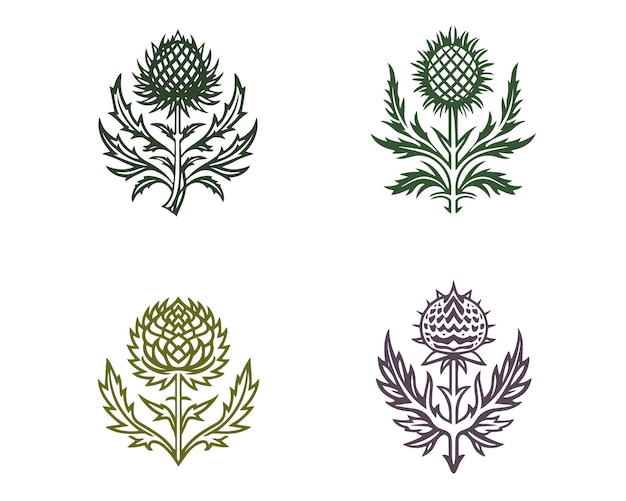 Vecteur chardon plantes herbacées épineuses imprimer tatouage logo simbol