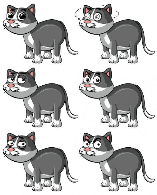 Chat Gris Avec Différentes Expressions Faciales