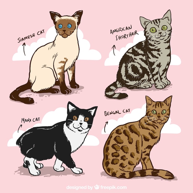 Vecteur chats dessiné à la main races pack