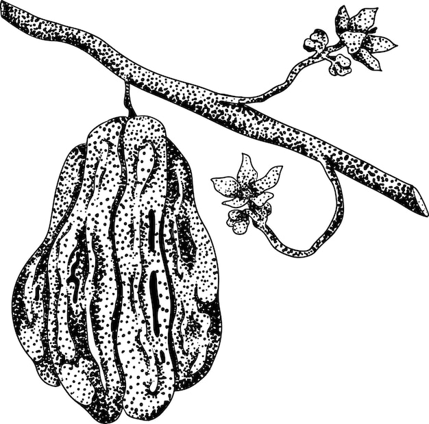 Vecteur chayote illustration de gravure vectorielle de concombre mexicain super aliment biologique et nutritif