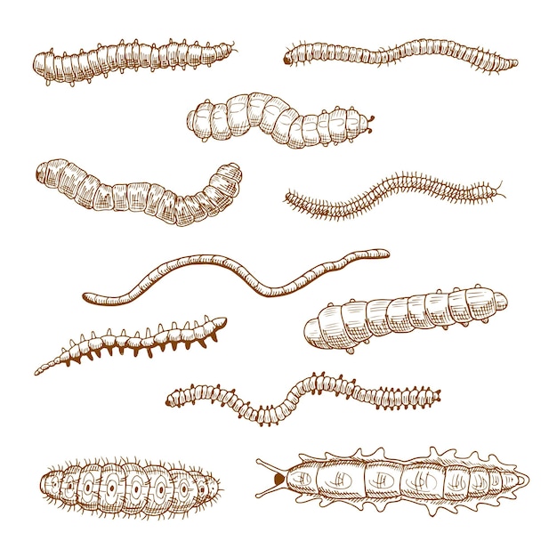 Chenilles Vers De Terre Limace Et Mille-pattes