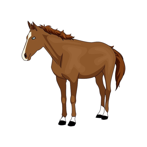 cheval brun debout, fond blanc