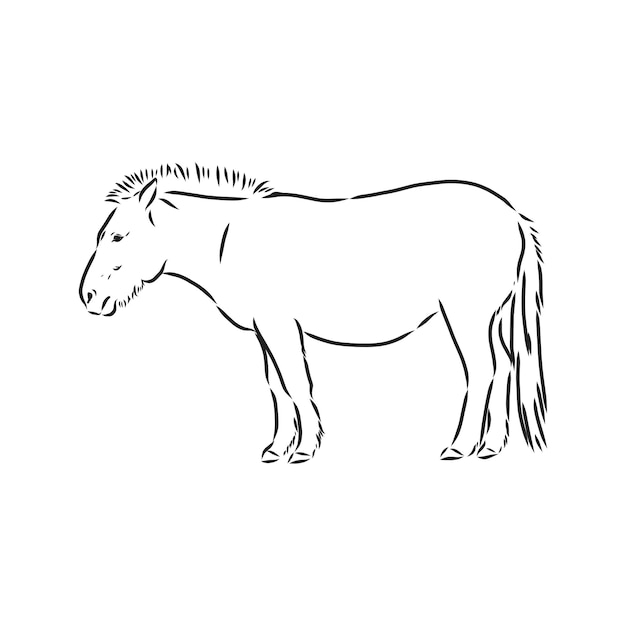 Le Cheval De Przewalskis Une Image Abstraite Sur Fond Blanc Vector Illustration Photo