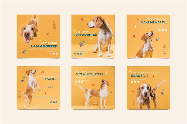 Un chien aimant adopte un animal de compagnie Instagram Posts