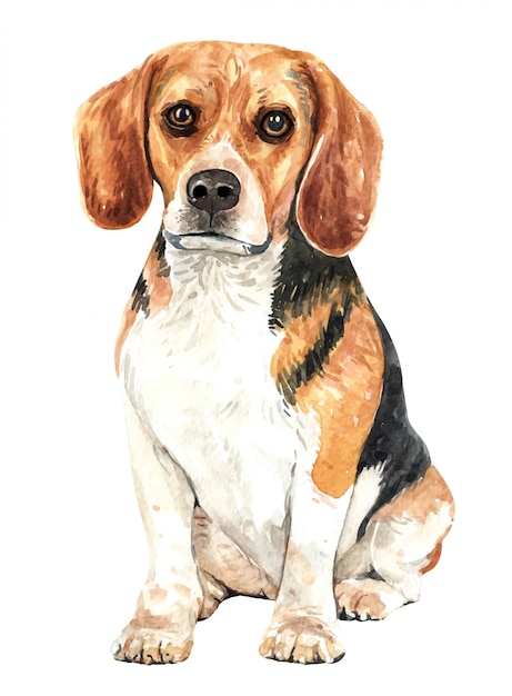 Vecteur chien d'aquarelle beagle dessiné à la main.