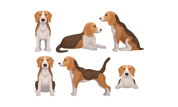 Vecteur chien beagle détaillé dans différentes poses set vectoriel chien de chasse avec manteau brun-blanc et longues oreilles