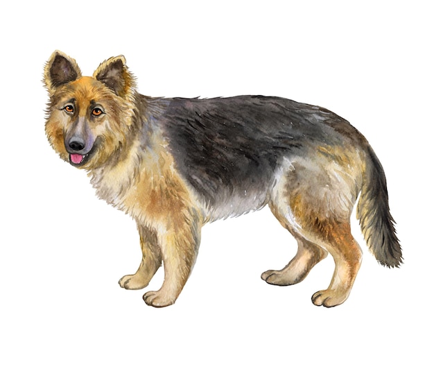 Chien De Berger Allemand Isolé Sur Fond Blanc. Aquarelle. Illustration. Modèle. Photo. Clipart