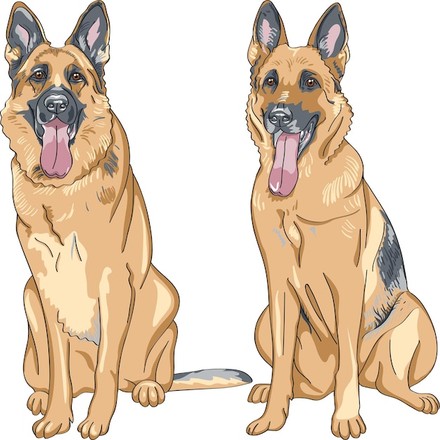 Chien de croquis de couleur de vecteur race de berger allemand