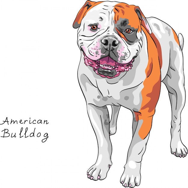 Chien De Croquis Race American Bulldog