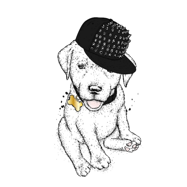 Chien Drôle Dans Une Casquette