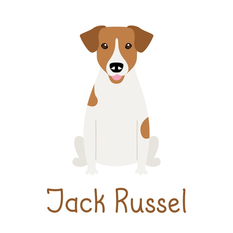Vecteur chien jack russell terrier de race pure. illustration vectorielle d'un personnage mignon