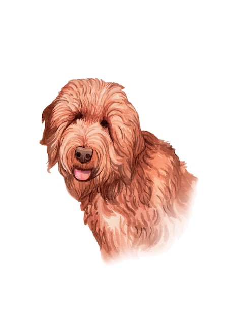 Chien labradoodle peint à la main aquarelle