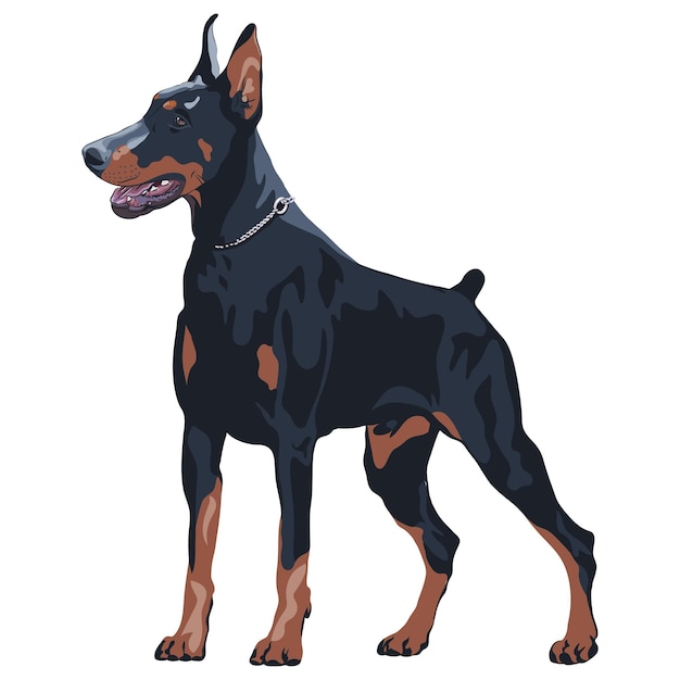 Chien noir vecteur Doberman pinscher race debout