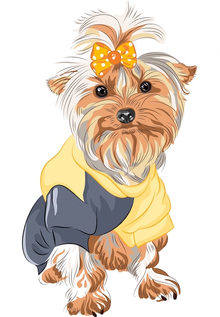 Chien pedigree Yorkshire terrier assis
