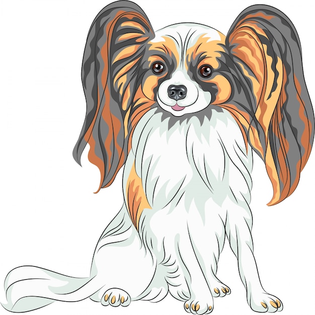 Chien De Race Papillon