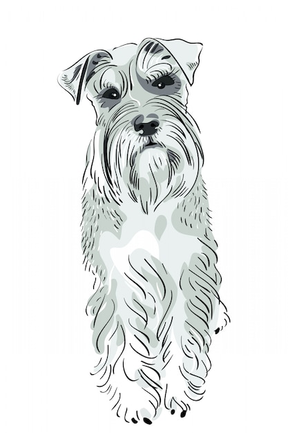 Vecteur chien schnauzer miniature