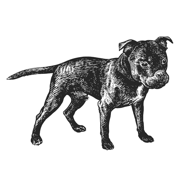 Vecteur chien staffordshire bull terrier chiot mignon dessin à la main noir et blanc