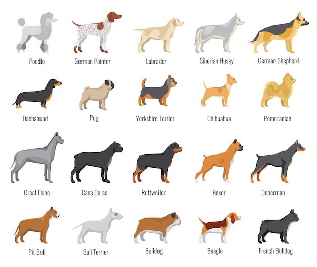 Vecteur les chiens se reproduisent ensemble d'icônes plat. animaux domestiques, husky labrador et sibérien, teckel et yorkshire