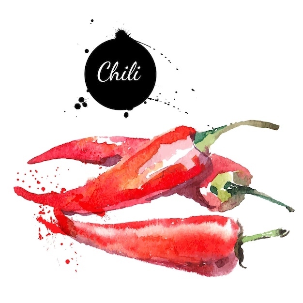 Chili. Peinture à L'aquarelle Dessinée à La Main Sur Fond Blanc. Illustration Vectorielle