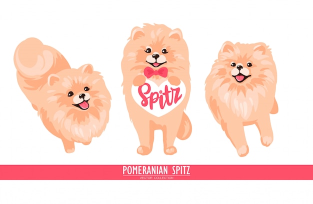 Chiot Poméranie Spitz Isolé Sur Fond Blanc.