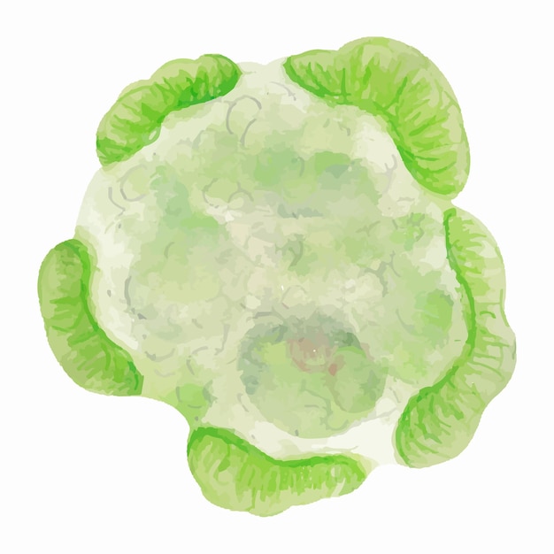 Chou-fleur Aquarelle Dessiné à La Main Isolé Sur Fond Blanc Nourriture Végétarienne De Légumes Verts Savoureux Frais