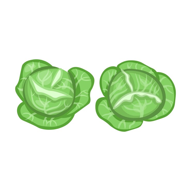 Vecteur chou vert de dessin animé