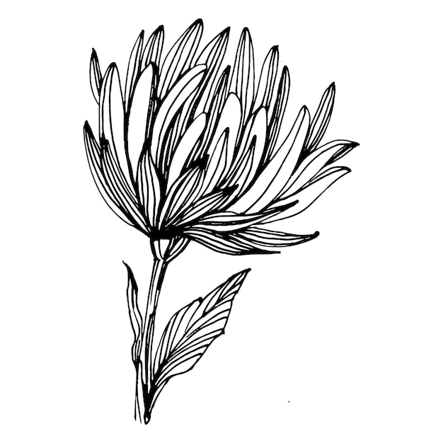 Chrysanthème à la main dessinant un tatouage floral très détaillé dans un style d'art en ligne