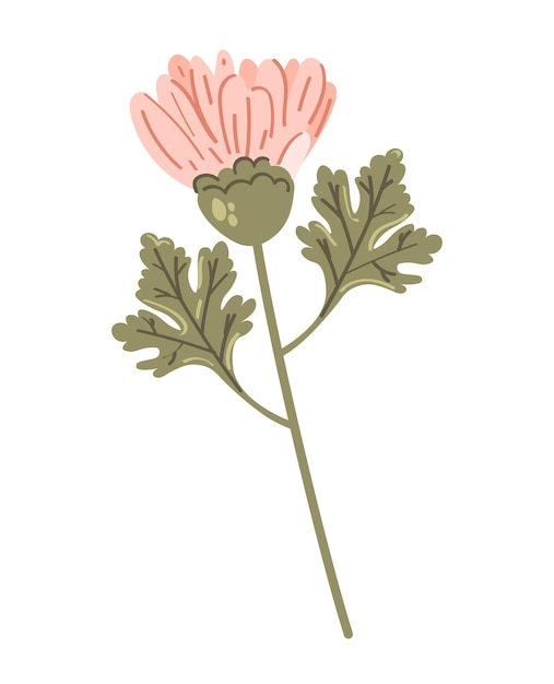 Chrysanthème Rose Isolé Sur Fond Blanc. Illustration Vectorielle.