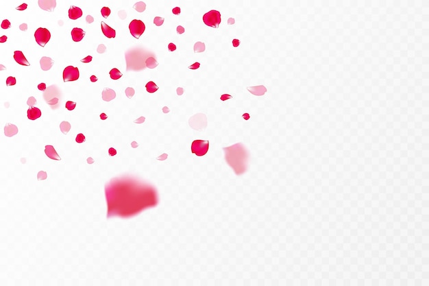 Vecteur chute de pétales de rose roses isolés sur fond blanc. illustration vectorielle avec pétale de rose beauté, applicable pour la décoration de cartes de voeux pour le 8 mars et la saint-valentin, la fête des mères. eps 10