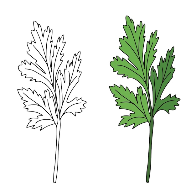 Vecteur cilantro isolé sur fond blanc illustration vectorielle d'herbes vertes parfumées