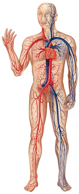 Vecteur circulation du sang