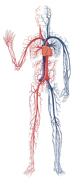 Vecteur circulation du sang