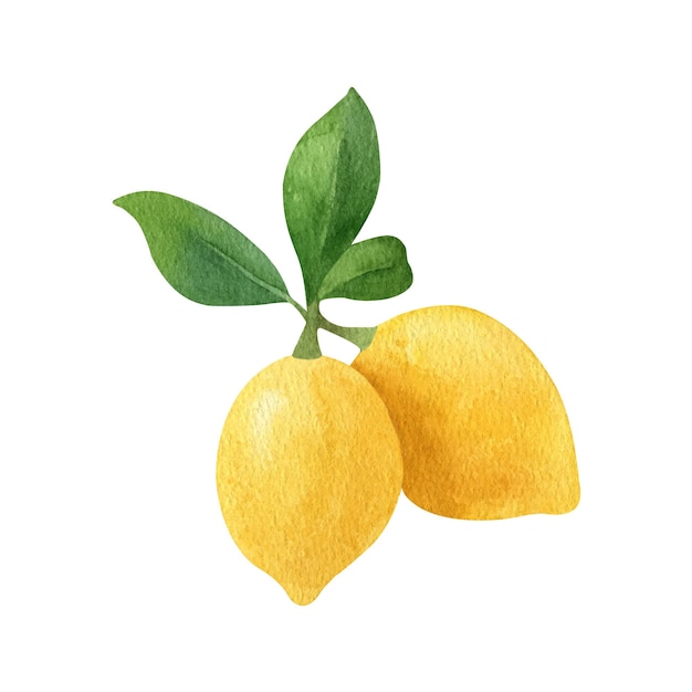 Citron Fruit Clipart Aquarelle Illustration De Branche De Citron Avec Des Feuilles Vertes