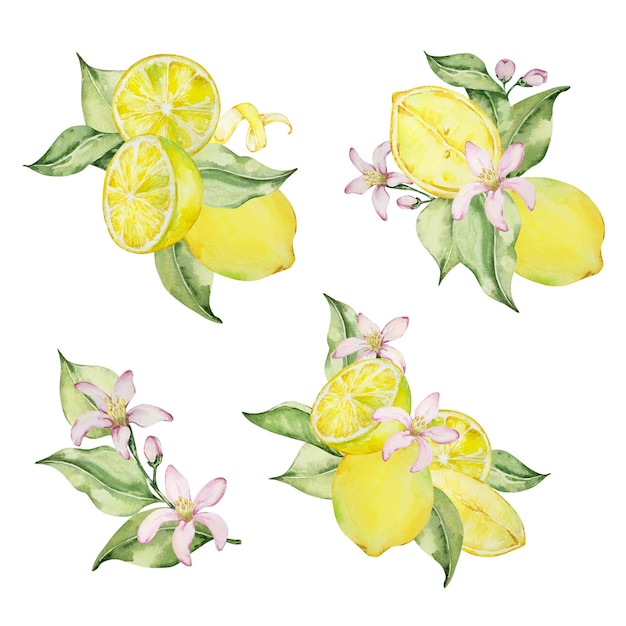 Citron Juteux Aquarelle Et Feuilles Illustration Méditerranéenne Pour Le Design