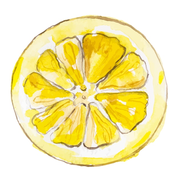 Citron peint à l'aquarelle de vecteur Éléments de conception d'aliments frais dessinés à la main isolés sur fond blanc