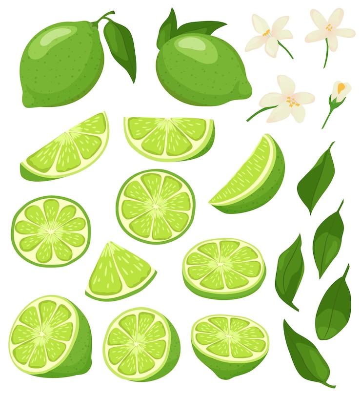 Vecteur citron vert de dessin animé agrumes verts avec des tranches de citrons verts en fleurs et un ensemble d'illustrations vectorielles de fruits d'été aigres