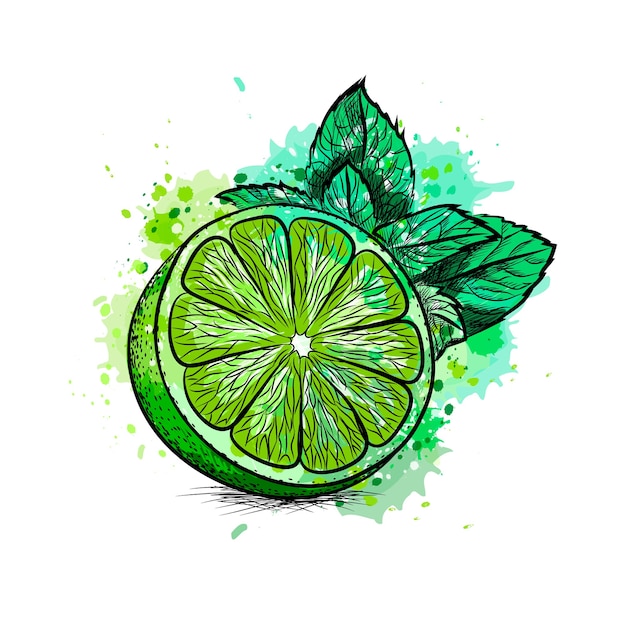 Citron Vert Frais Avec Des Feuilles Et De La Menthe D'une Touche D'aquarelle, Croquis Dessiné à La Main. Illustration De Peintures