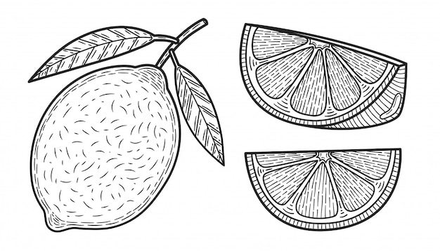 Citrons. Ensemble D'agrumes Noir Et Blanc. Citron Entier, Tranche, Morceaux Coupés, Feuilles De Plantes.