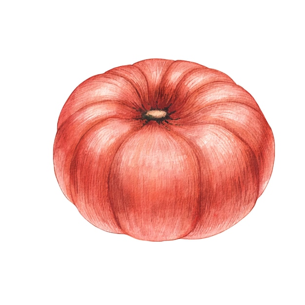 Citrouille aquarelle sur fond blanc