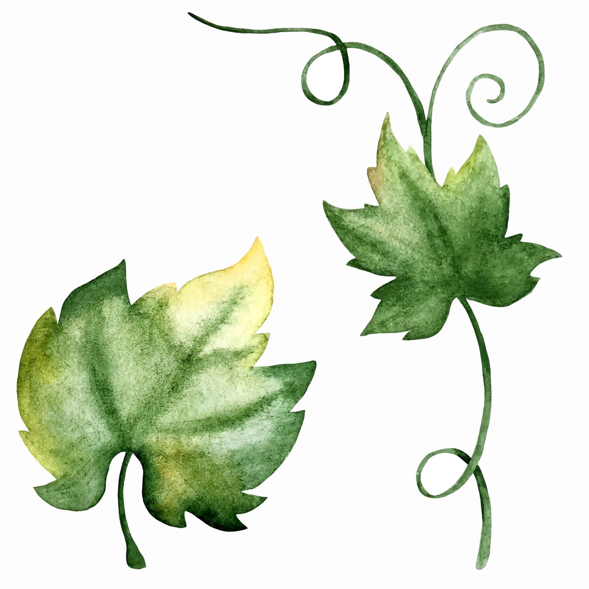 Dessin Feuille De Vigne à Imprimer Page 2 | Vecteurs et illustrations de Feuille vigne illustration en téléchargement gratuit | Freepik