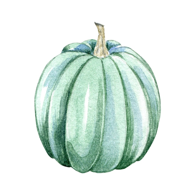 Citrouille verte aquarelle Illustration dessinée à la main de la récolte d'automne Élément pour la conception d'halloween