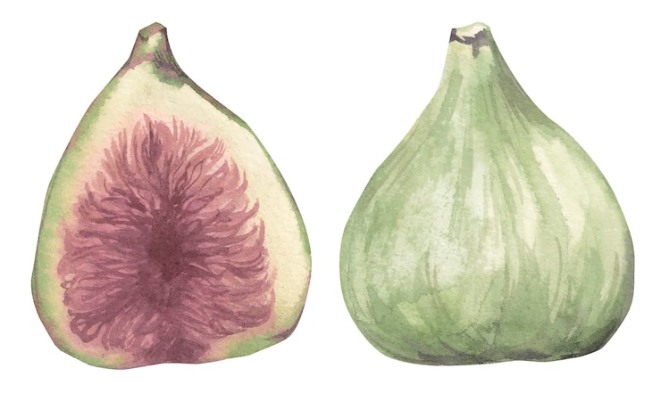 Vecteur clipart aquarelle de figue, illustration de figue verte