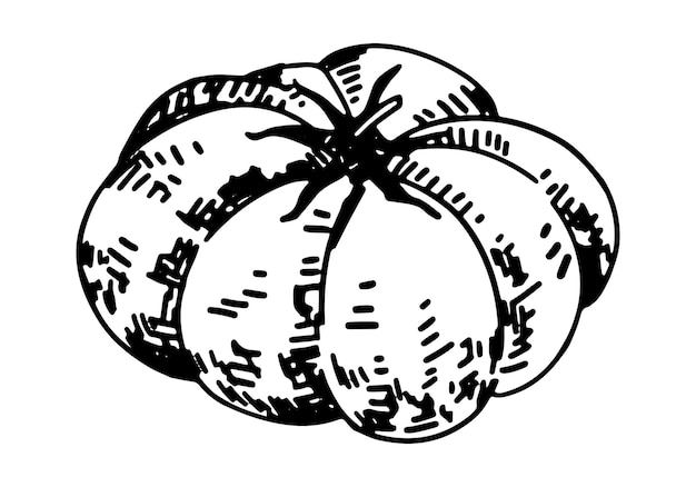 Clipart de contour de tomate Doodle de la récolte agricole d'automne Illustration vectorielle dessinée à la main isolée sur fond blanc