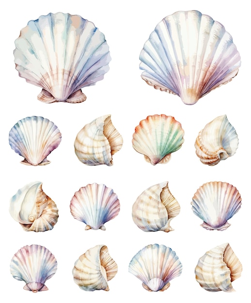 Clipart De Coquille De Mer à L'aquarelle