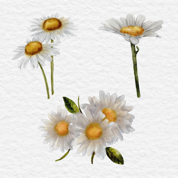 Vecteur clipart d'élément fleur marguerite aquarelle